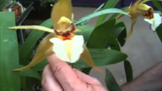 OrchidWeb  Coelogyne lawrenceana [upl. by Ayamahs378]