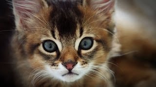 Top 10 Most Friendliest Cat Breeds in the World  Top Ten Stuffs [upl. by Ahsenak213]