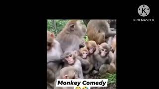 monkey funny videos [upl. by Lalo]