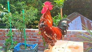 rooster crowing sound [upl. by Hafinah]