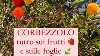 Corbezzolo uso dei frutti e delle foglie [upl. by Ainahpets947]