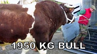 Heaviest Bull In The World  1950kg Bull named Fetard  Rouge des Pres breed [upl. by Skipp]