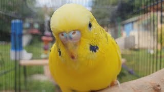 2 Hours of Budgie Best Friends  Mango and Chutney  Singing and Talking Sounds [upl. by Corenda]