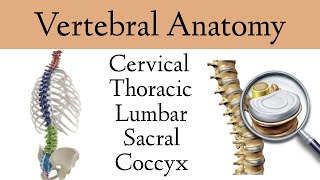 Vertebral Column Anatomy and Bones Cervical Thoracic Lumbar Sacral Spine [upl. by Hedwiga]