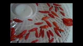 How To Make Crushed Dried Red Tobasco Peppers  Cajun Style [upl. by Xam145]