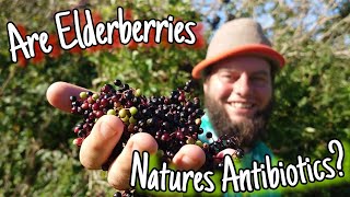 Elderberries  Do Antibiotics Really Grow On Trees 🌳 [upl. by Lundgren276]