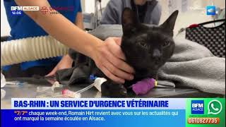 Urgence vétérinaire 67  Passage sur BFM Alsace [upl. by Adne]