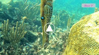 Caribbean trumpetfish  Aulostomus maculatus [upl. by Phylys219]