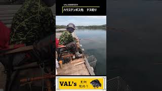 【チヌ来た！】VALの黒鯛筏釣り shorts 和竿 japanese fishing rod 黒鯛 筏釣 かかり釣り 钓鱼 diy 筏竿 黑鲷 黒鯛工房 ダイワ [upl. by Barr]