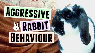 Aggressive Rabbit Behaviour TIPS amp FAQ  RosieBunneh [upl. by Phineas]