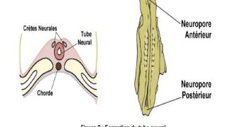 EMBRYOLOGIE La 4 quatrième semaine du développement [upl. by Tyrone]