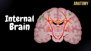 Internal Cerebrum Association Commissural Projection Fibers Basal Ganglion [upl. by Hayyim]