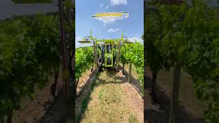 Trimming Grapevines with a Collard Trimmer and John Deere 4066R Tractor farming farmequipment [upl. by Lisetta]