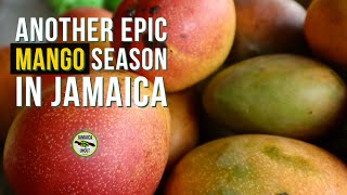 A Taste of Paradise MANGO Season In Jamaica 2024 [upl. by Pacorro]