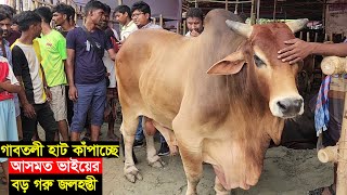 গাবতলী হাট কাঁপাচ্ছে আসমত ভাইয়ের রশি বিহীন সবচেয়ে বড় গরু জলহস্তী দাম সহ বিস্তারিত জানুন [upl. by Jacobine322]