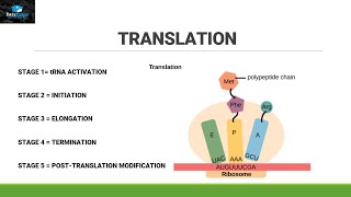 Translation Or Biosynthesis Of Proteins [upl. by Tsirc509]