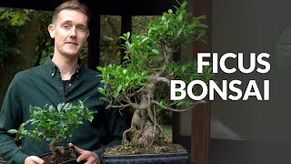 Ficus Bonsai tree care [upl. by Gine]