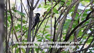 Willapa National Wildlife Refuge hosts bird event in Long Beach [upl. by Atnicaj]