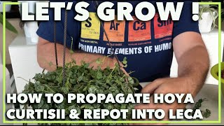 HOW TO PROPAGATE HOYA PLANT Striped wax plant Hoya curtiisii [upl. by Infield413]