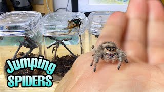 Feeding my ADORABLE jumping spiders Phidippus regius Update [upl. by Niuqram]