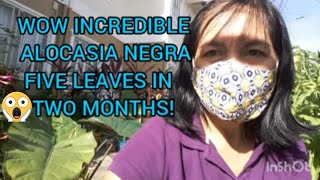 Vlog 235 Giant Alocasia Negra Alocasia Plumbea Nigra Plant Has Five Big Leaves In Two Months [upl. by Susumu]