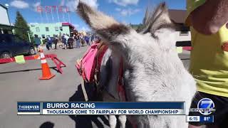 Pack burro racing world championship in Fairplay [upl. by Atekihs731]