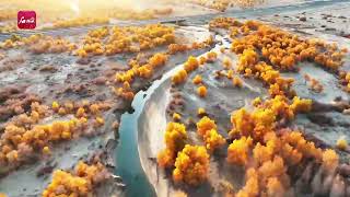 Aerial view of Xinjiang Stunning poplar tree forests at the endpoint of the Tarim River [upl. by Spense]