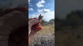 Check out this arrowhead the pigs dug up texas native american indian artifacts arrowhead [upl. by Autum214]