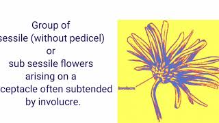 RACEMOSE INFLORESCENCEBASED ON MAIN AXIS FLATTENED [upl. by Ketchum16]