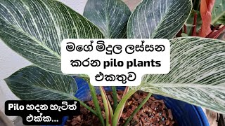 මගේ මිදුල ලස්සන කරන pilo plants එකතුව 🪴❤️  pilo හිටවන හැටිත් එක්ක  ParadiseHomewt1ff [upl. by Boudreaux]