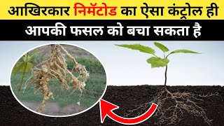 निमॅटोड कंट्रोल का 100 नया तरिका । Nematode control [upl. by Conias105]