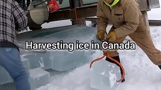 ice harvesting in North America [upl. by Eatnoled607]