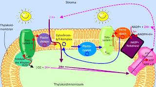 Lichtabhängige Reaktion Schritt für Schritt erklärt Lichtreaktion Fotosynthese Biologie Abitur [upl. by Adnahcir]
