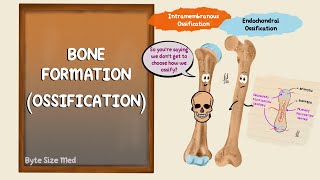 Ossification  Bone Formation  Histogenesis of Bone  Bone Histology  Embryology of the Skeleton [upl. by Iret263]