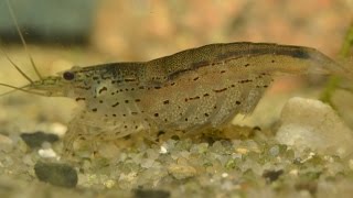 Amano Shrimp Caridina multidentata  Breeding Part 1 [upl. by Holub]