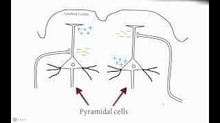 EEG and Action Potentials [upl. by Heinrich]