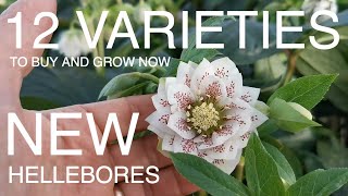 12 Varieties of hellebores to Buy Now [upl. by Ative461]