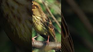 Amazing facts about Yellowhammer shorts [upl. by Alicia]