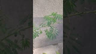 plants tamil likeandsubscribe [upl. by Thackeray]