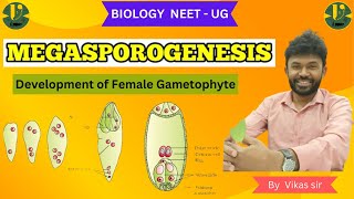 MEGASPOROGENESIS Development of Female Gametophyte Biology NEET  UG BY Vikas sir [upl. by Jehanna83]