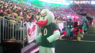 Sebastian the Ibis at Mascot Games July 2014 [upl. by Earissed]