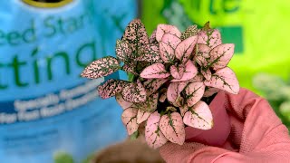 Pink Hypoestes Polka Dot Plant Repot [upl. by Esdnil416]