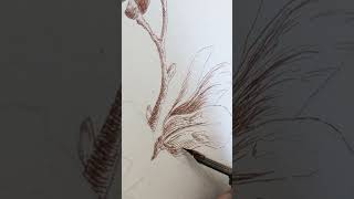 Drawing a magnolia branch with dip pen and sepia ink [upl. by Celtic]