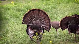 Great Turkey Hunting with Crossbow [upl. by Klug352]