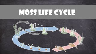 Moss Life Cycle Bryophyte  Plant Biology [upl. by Rochester604]