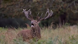 Richmond Park warns visitors over deer after man and child seen ‘dangerously close’ to stag UK [upl. by Ambrosi398]