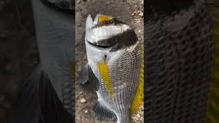 seabream fishing jubail jubailcity aljubail indojubail mancing mancingmania [upl. by Enier]