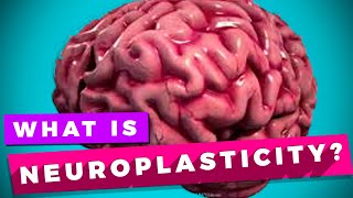 Neuroplasticity and learning explained [upl. by Hazard]