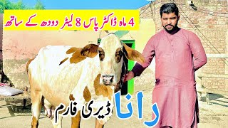 Dr Pass Khangher Cows  T￼op Class 4 Cows For sale In Sargodha Pakistan  Bismillahbest 19 November [upl. by Francisca]