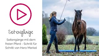 Seitengänge mit dem freien Pferd  Schritt für Schritt Anleitung mit Hero Merkel [upl. by Leake455]